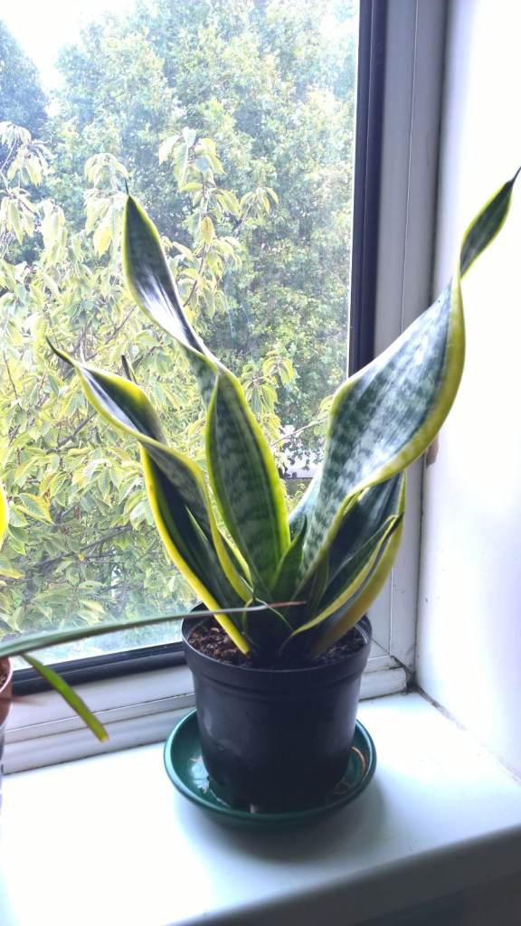 Big Sansevieria Trifasciata Laurentii ''Burning Flame'' - Variegated Snake Plant (Mother-in-law),