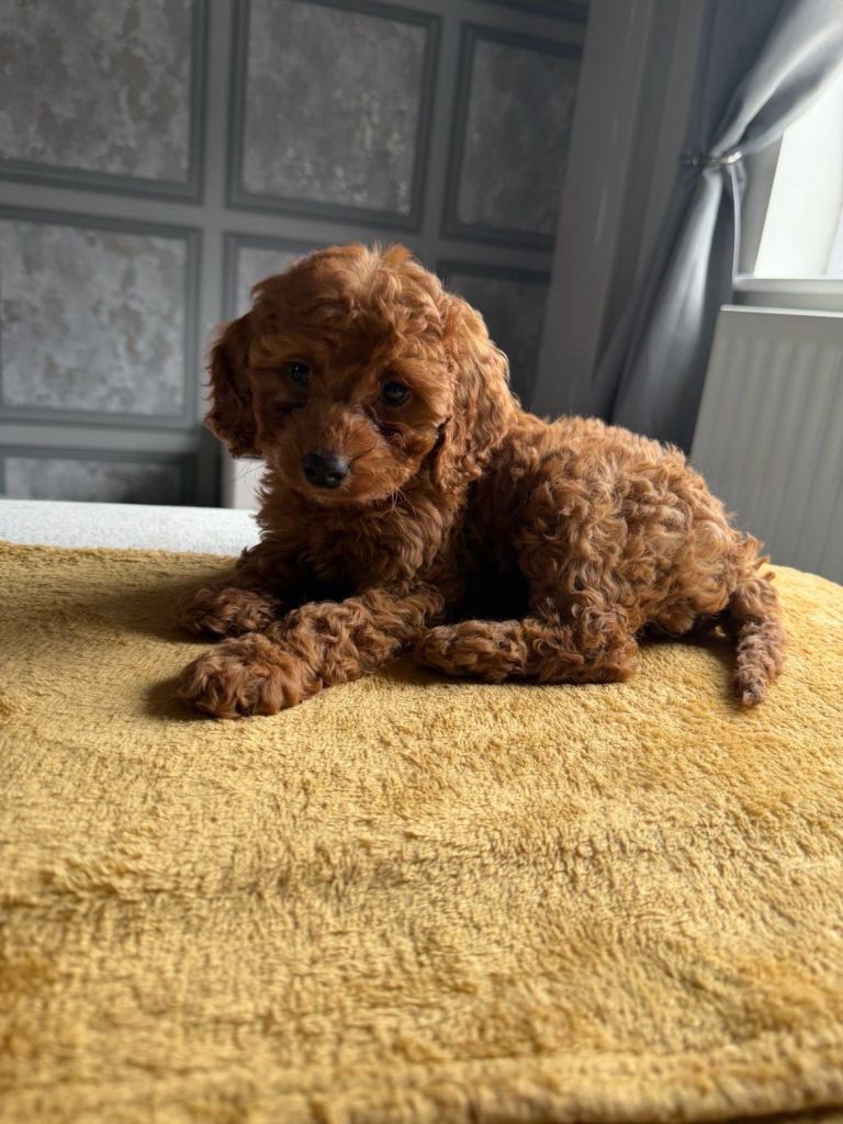 Cockapoo female 