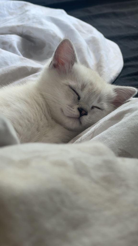 Male Scottish Straight Kitten for sale 