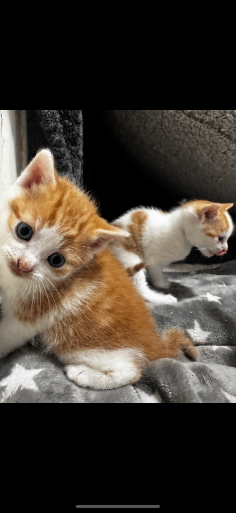 Calico & ginger kittens