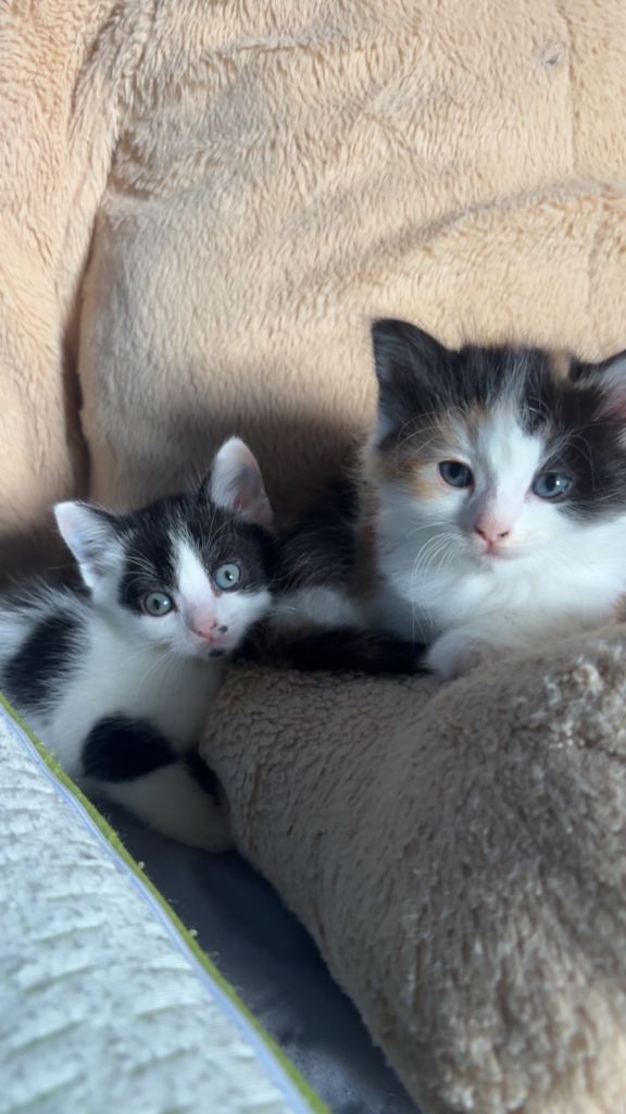 🐈‍⬛KITTENS 🐈‍⬛ 