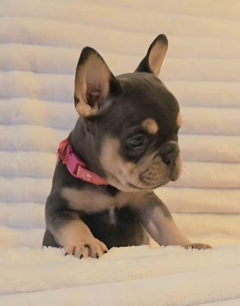 READY TO LEAVE TODAY 🩷🩵 1 Boys 1 girl left Beautiful Baby French Bulldog Pups 🩵🩷