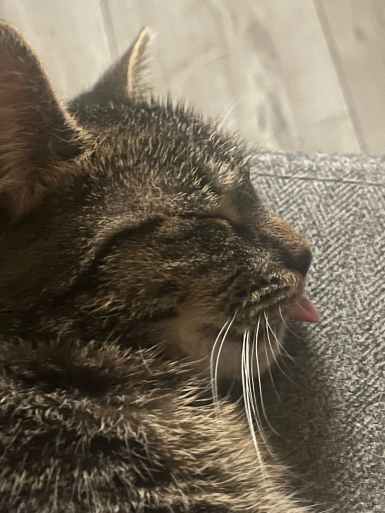 Tabby kitten
