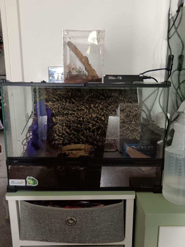 Glass tank terrarium 
