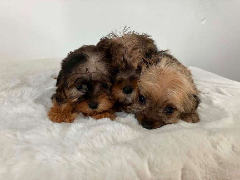 Sealyham miniture terrier puppies 