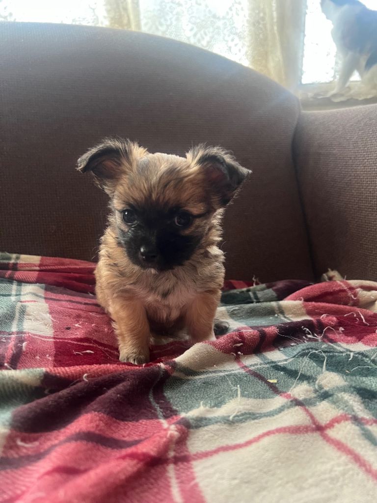 4 puppies for sale 