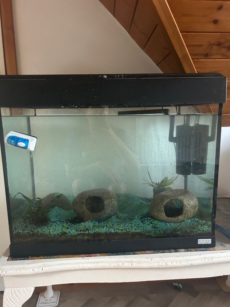 Aquarium with four fish included two goldfish and two smaller cold water fish 