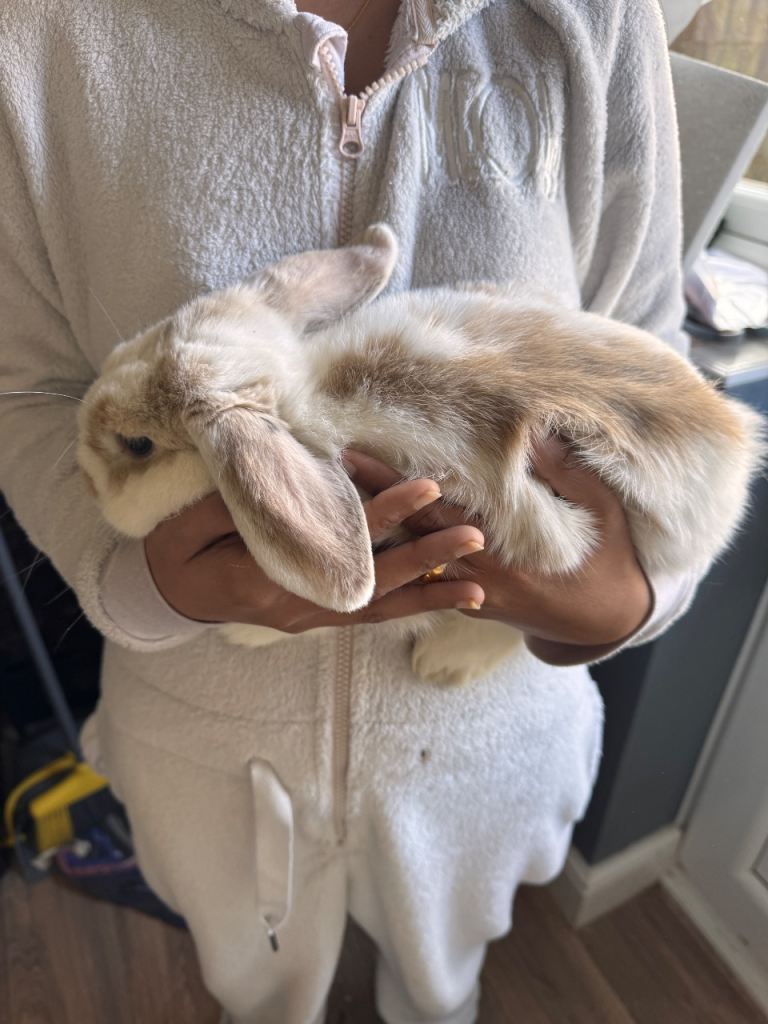 Mini lop rabbit 