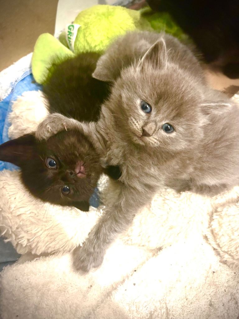 Kittens