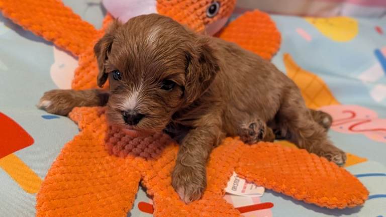 Stunning extensively health tested F1 cavapoos