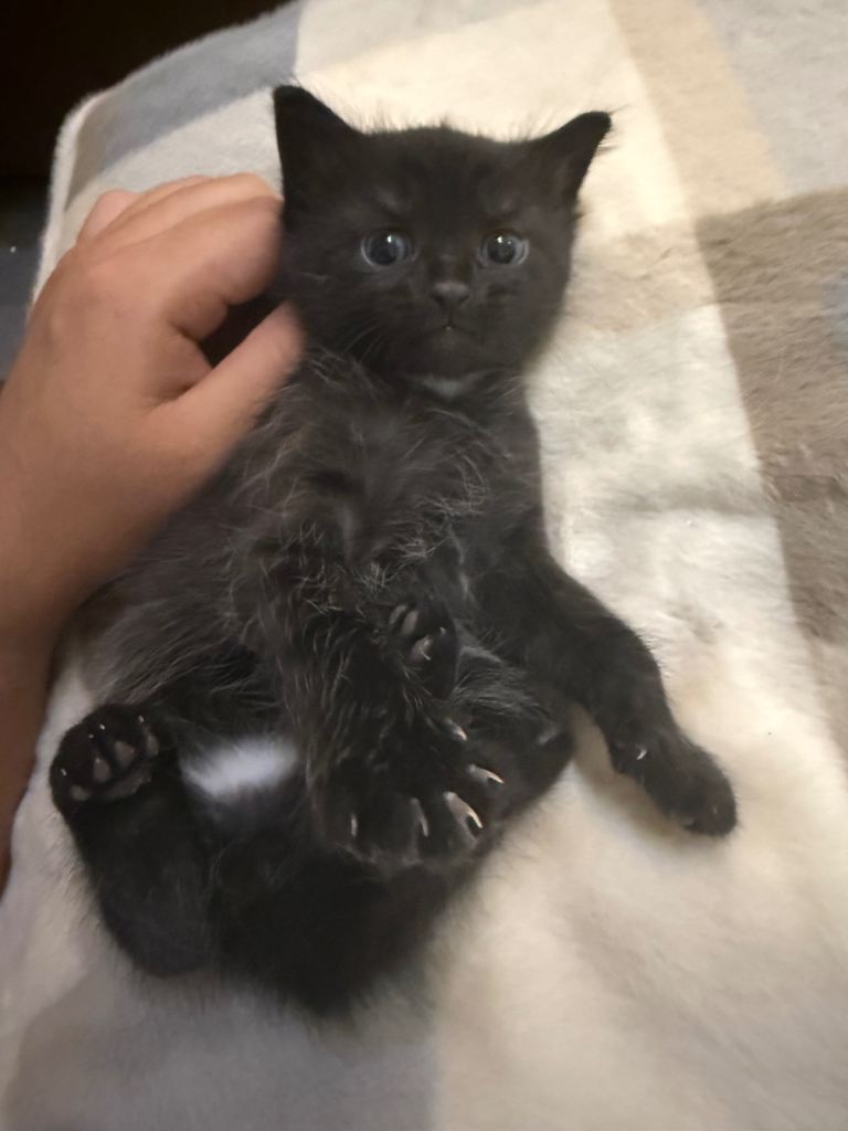 Kitten 