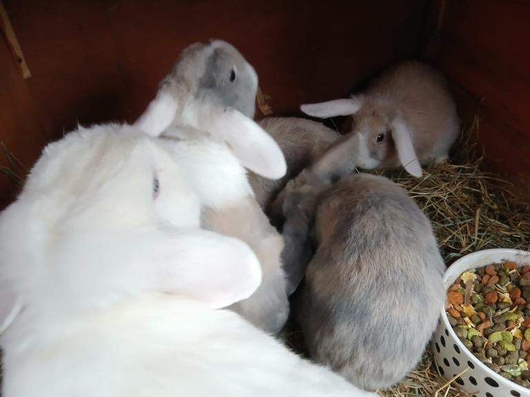 Mini lop bunnies 