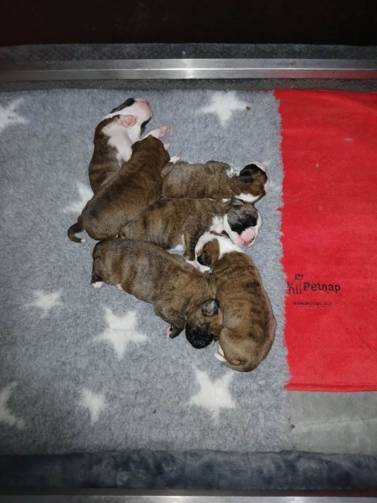 Champion sired boxer puppies 
