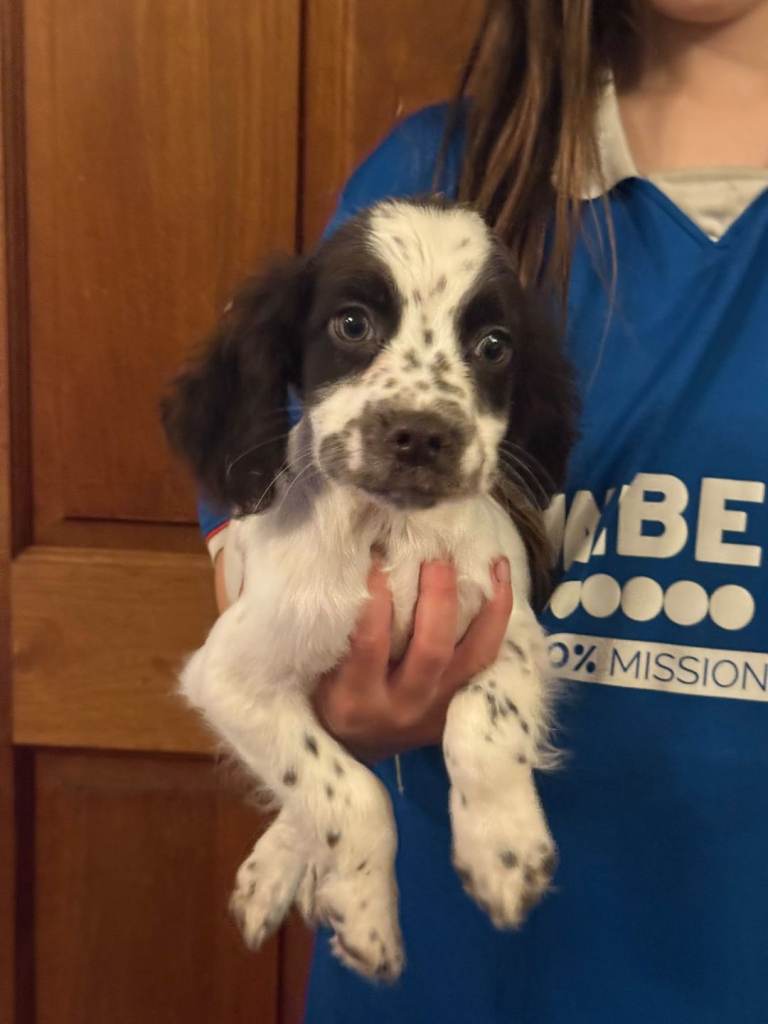 Last beautiful cocker spaniel pup