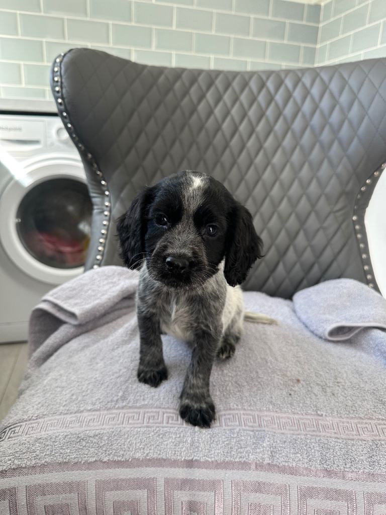 Cocker spaniel puppies 