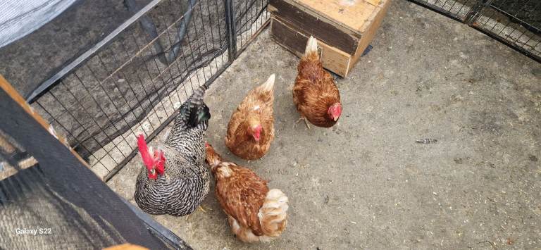 Hens