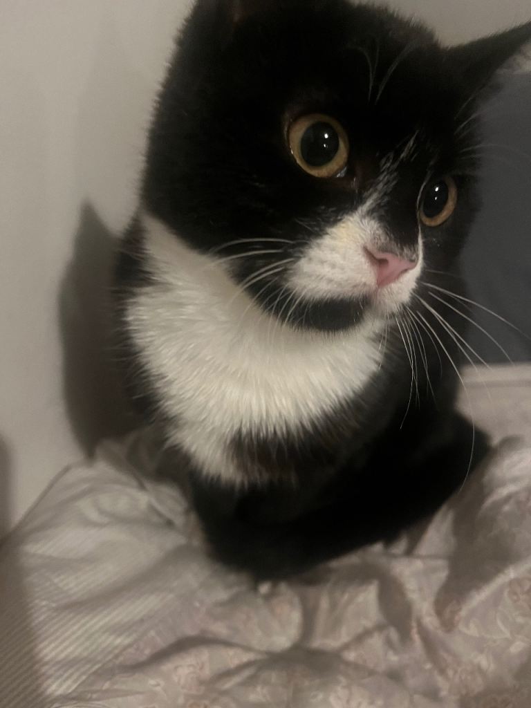 Adorable Kitten needs a loving home real fast!!