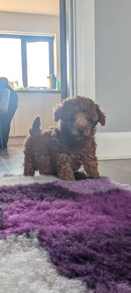 ❣️Beautiful miniature poodle puppies ❣️