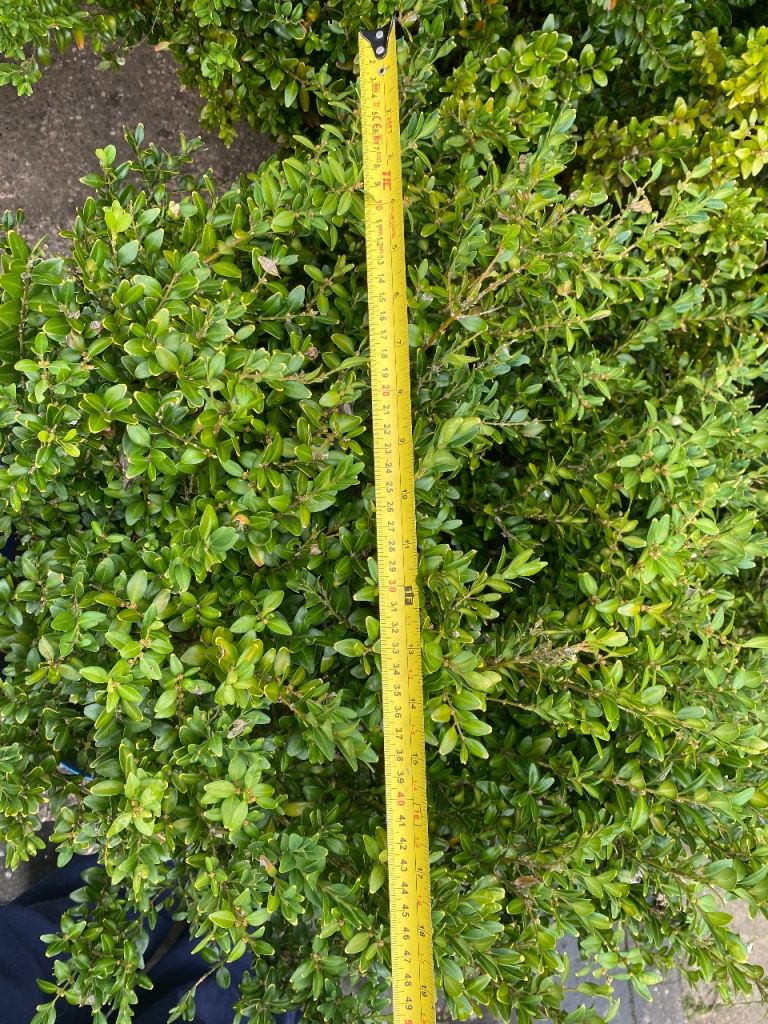 4 Box Trees/Boxtrees 80cm tall well established £10 each