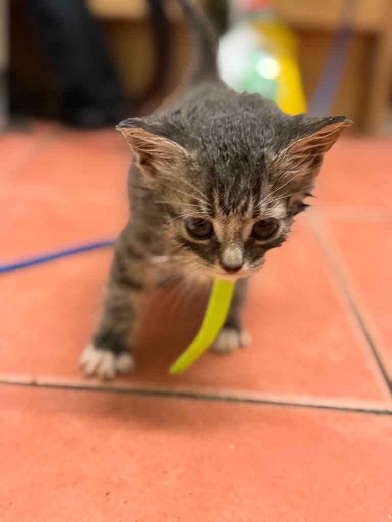 🐾 Kittens Looking for Loving Homes 🐾
