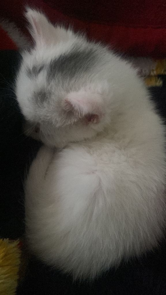 White kitty