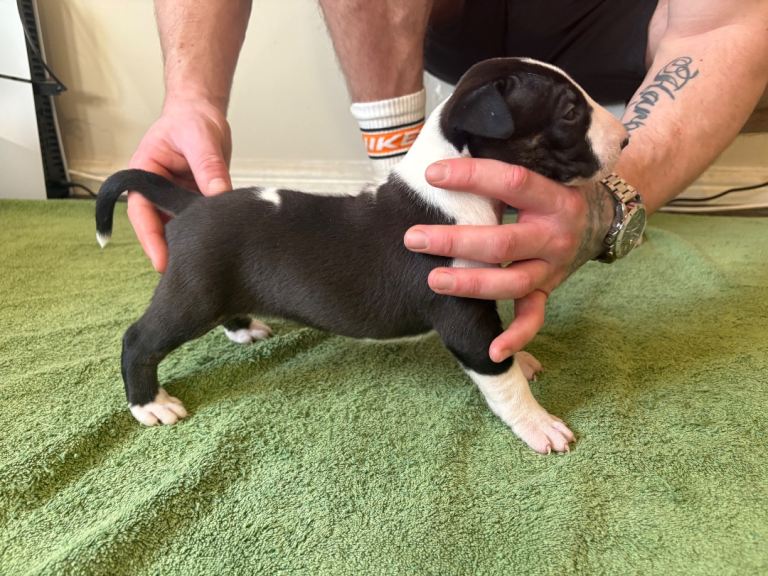 English bull terrier puppies