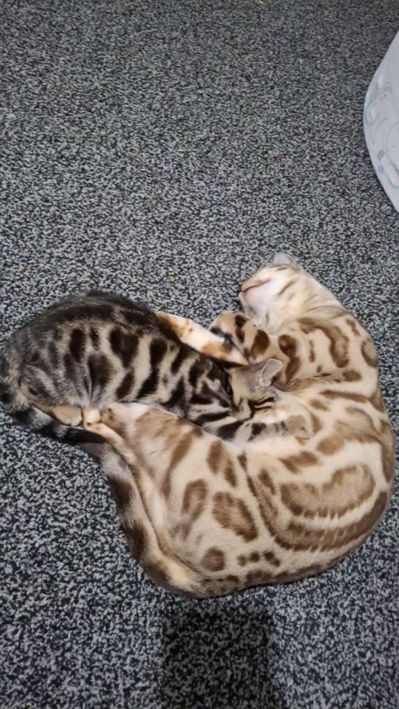 Half bengal kitten