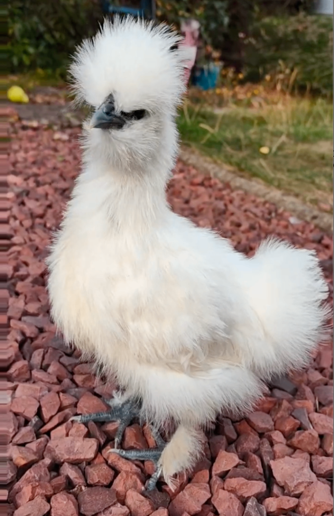 Silkies, lakenvelder and sussex pullet for sale in Cambridge