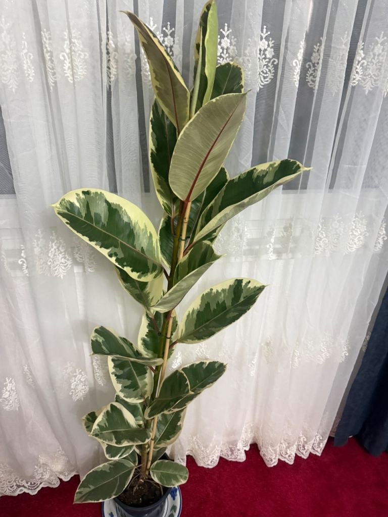 Healthy Variegated Rubber Plant (Ficus Elastica Tineke)