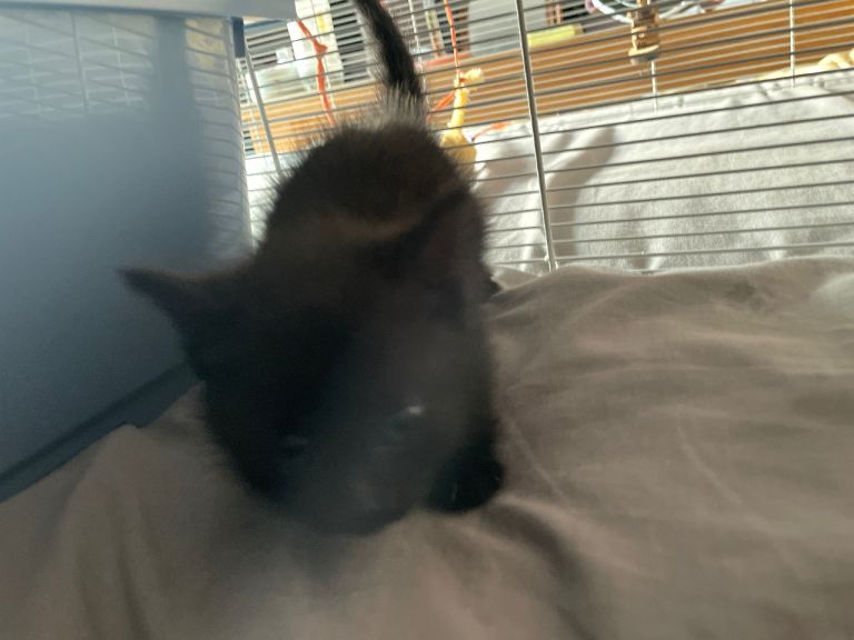 Kittens