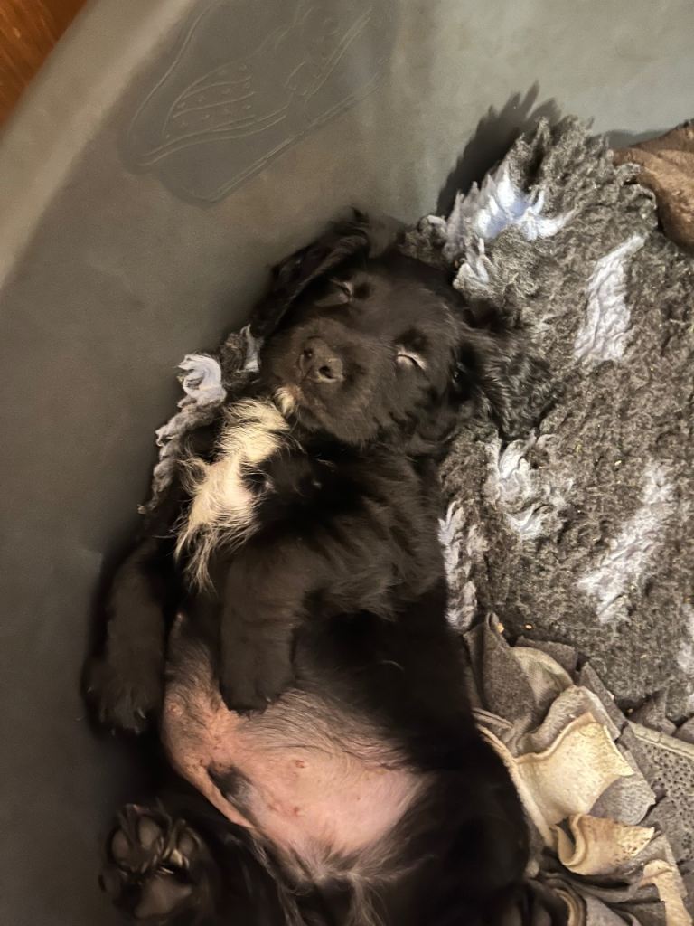 3 beautiful puppies looking for their forever home. 