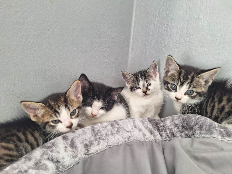 Adorable Kittens
