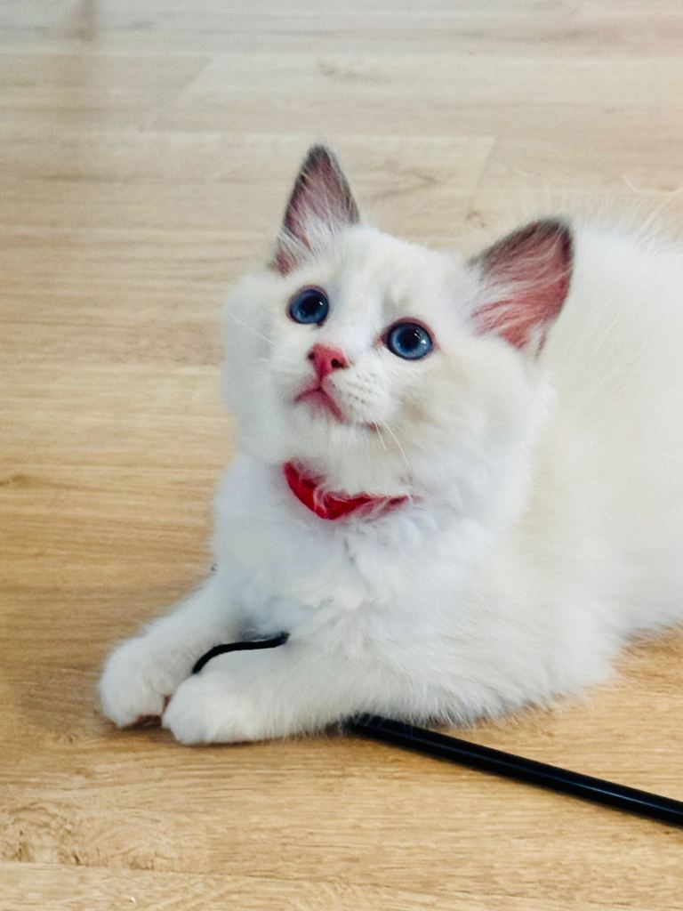 Stunning Bi-Colour Ragdoll Kittens – LAST BOY Available  