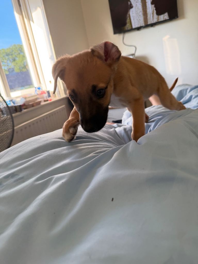 7 week Puppy for sale 