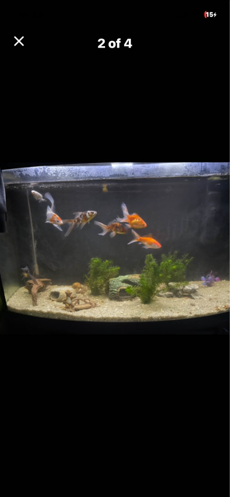 Front curved 200L fish tank with all equipment and stand 