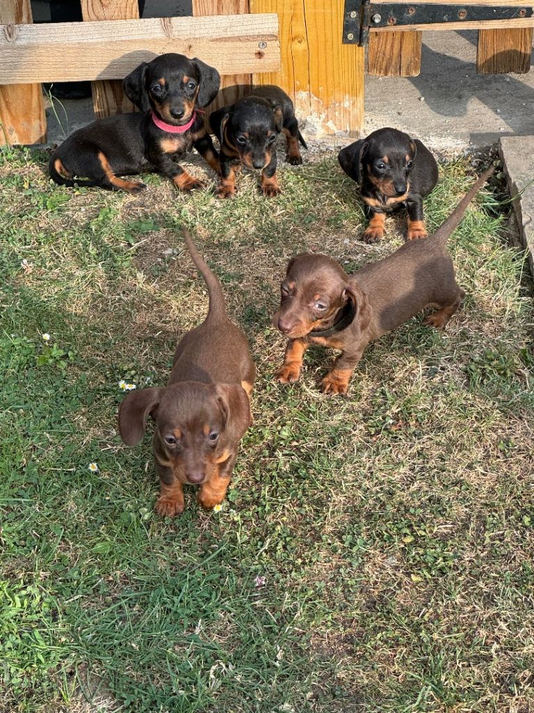 Miniature dachshund’s from health tested parents