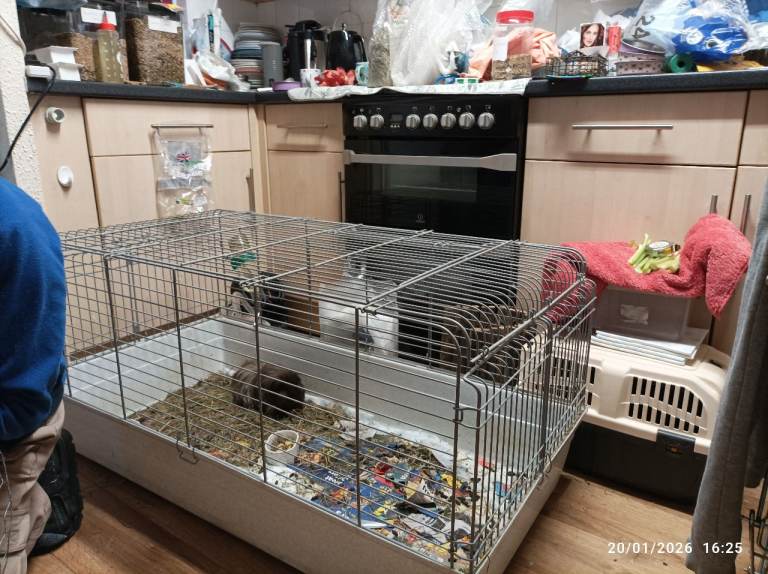 Giant Size Indoor/Outdoor Cage for Rabbit/Guinea Pig/Baby Chickens/Baby Ducks/Tortoise etc