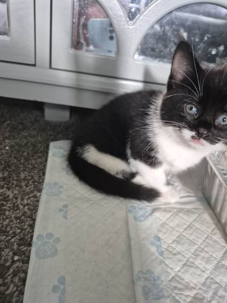 Kittens