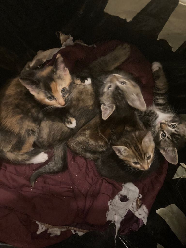 4 kittens for sale