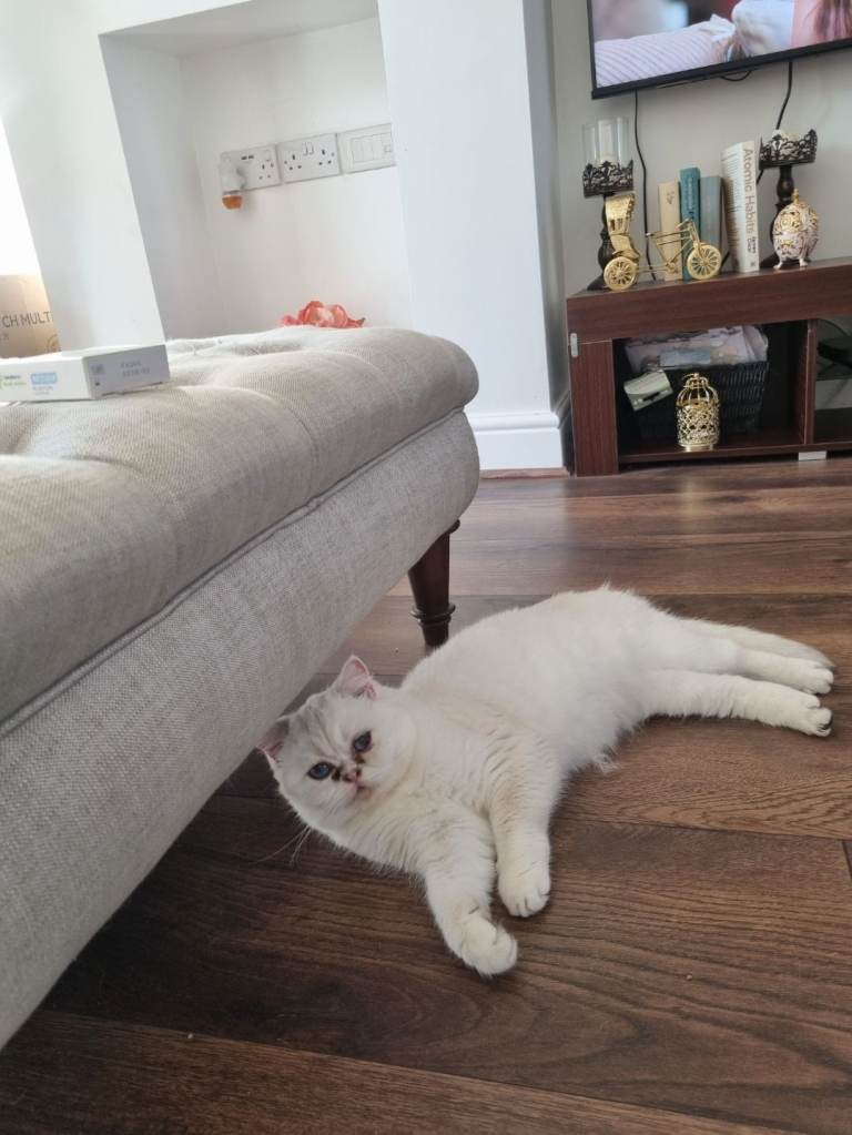 Adorable Scottish straight