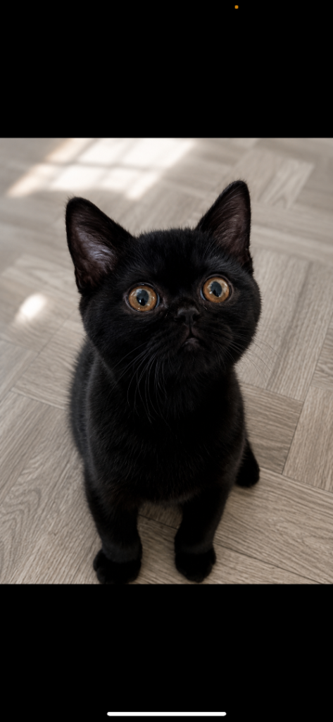 BSH kitten