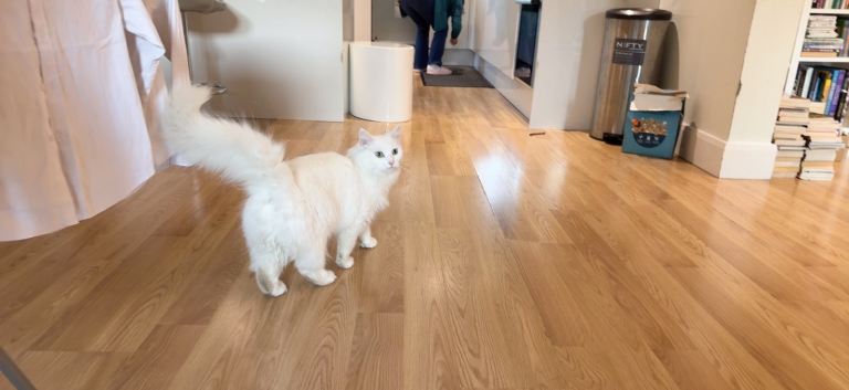 Turkish Angora