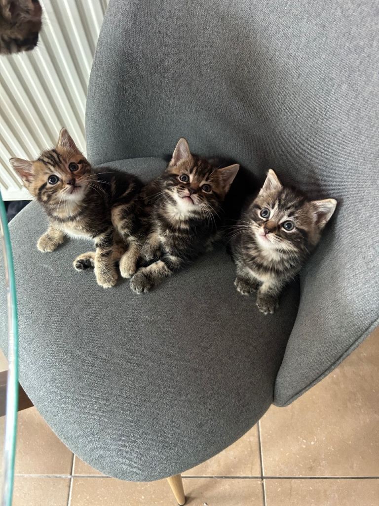 Stripy kittens for sale