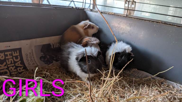 Beautiful Baby Guinea Pigs 