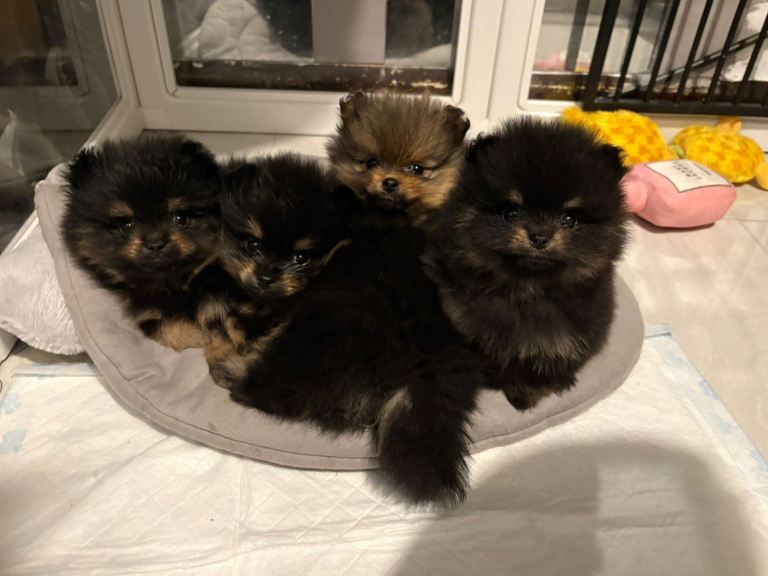 Adorable black & tan little Pomeranian puppies 