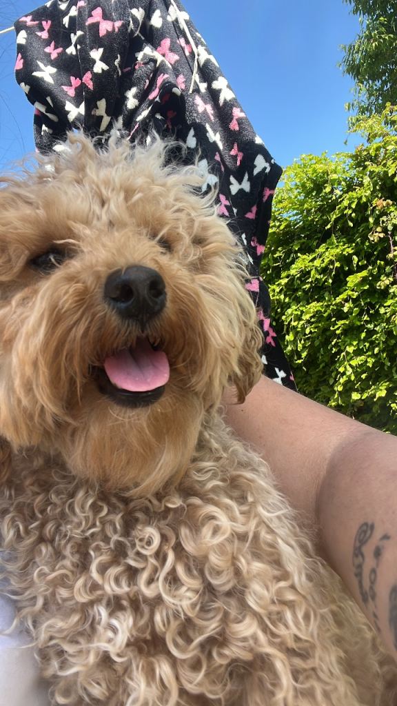 3 little boy cockapoo babies 