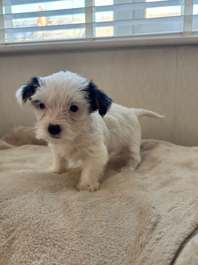 🐶 Stunning Pure bred Yorkshire terriers 🐶