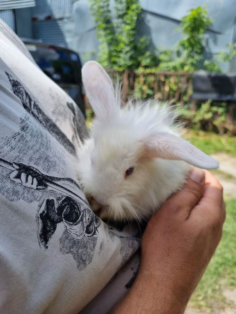 Rabbits 