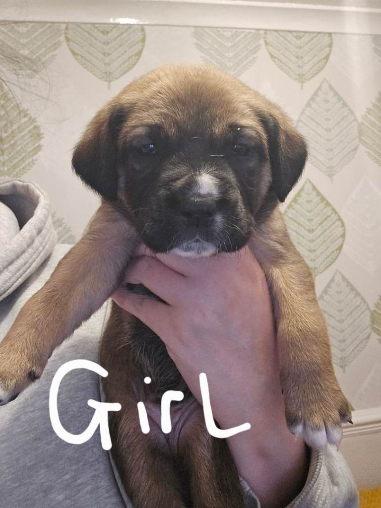 6 PUPPIES LEFT!