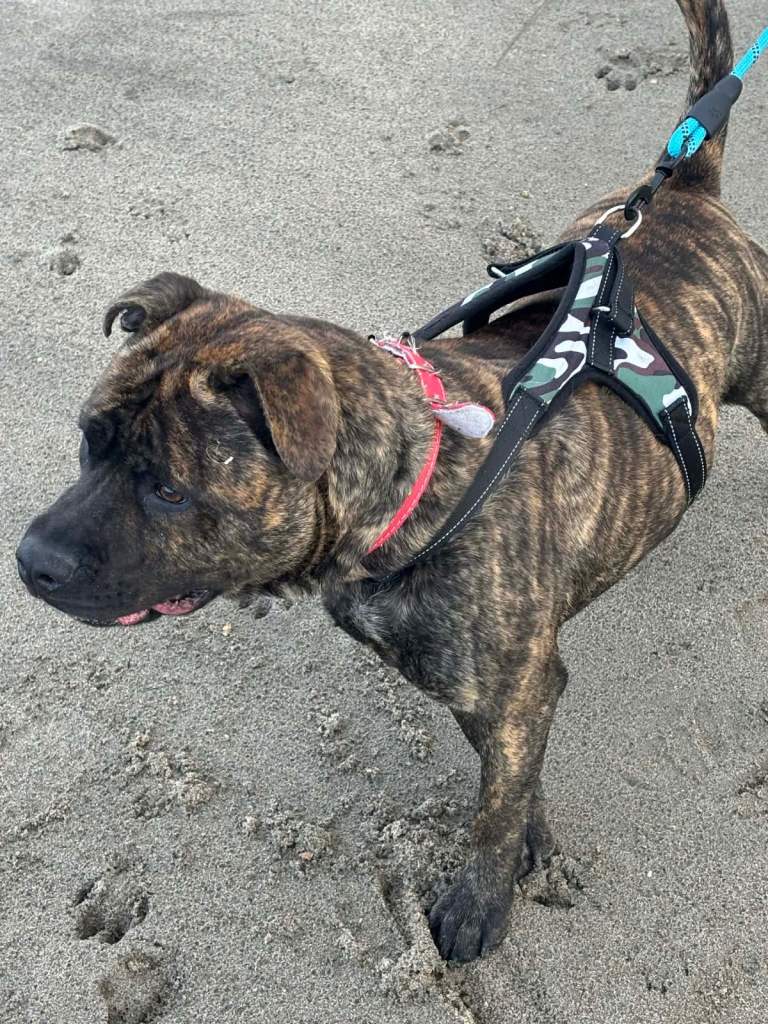 16 month old Staffy X Char Pei